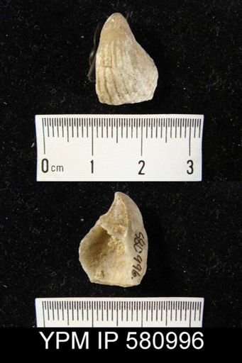 undet. Pentamerida