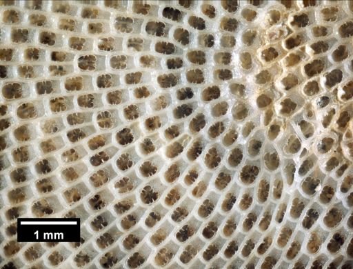 Biflustra tenuis