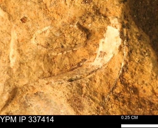 undet. Mollusca