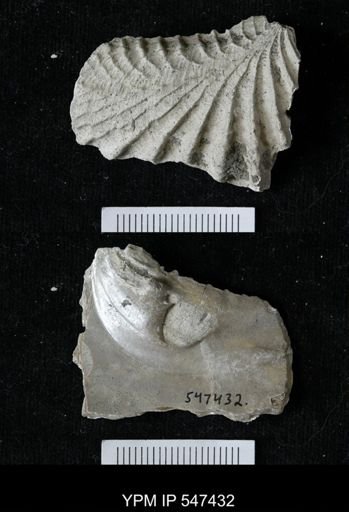 Pterotrigonia sp.