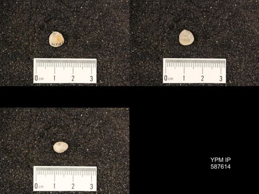 Rhipidomella hybrida