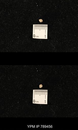 undet. Bryozoa