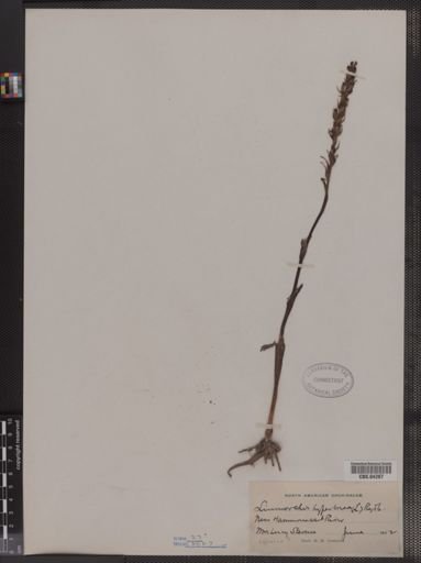 Limnorchis hyperborea