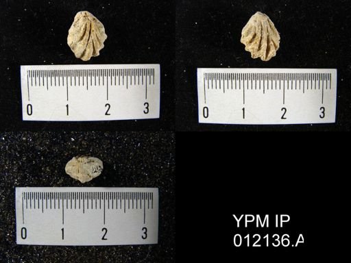 Hustedia diabloensis