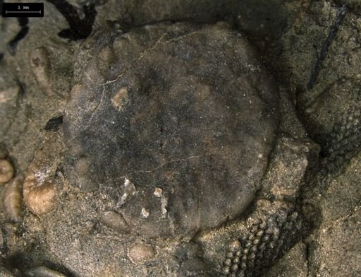 Aganaster gregarius