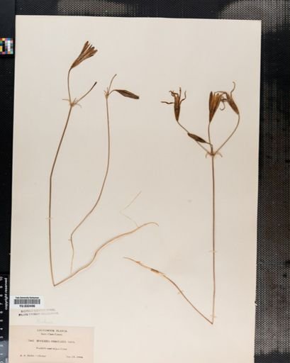Brodiaea