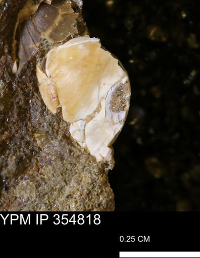 Protocardia sp.