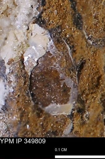 undet. Bivalvia