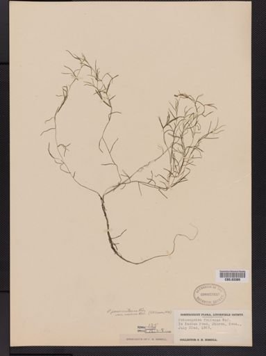 Potamogeton foliosus