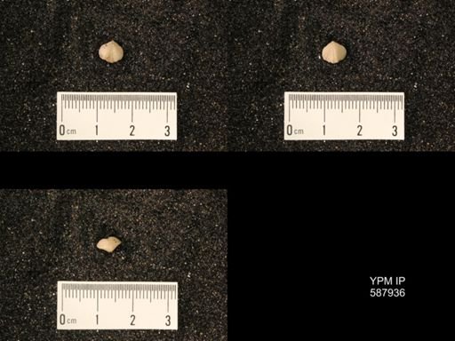 Zygospira modesta