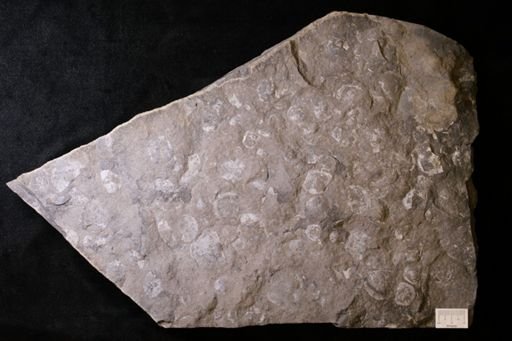 Brachyprion sp.