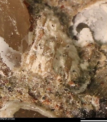 Micrabacia sp.