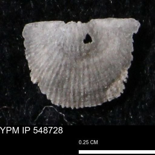 Stropheodonta perplana