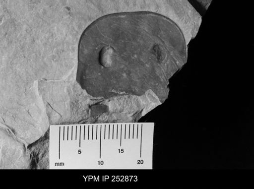 Eurypterus sp.