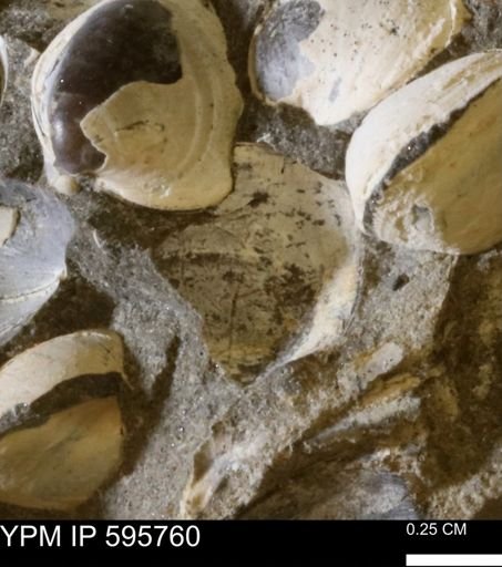 Protocardia sp.