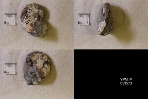 undet. Scaphitidae