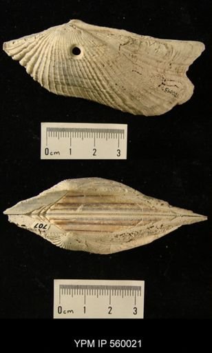 Arca wagneriana