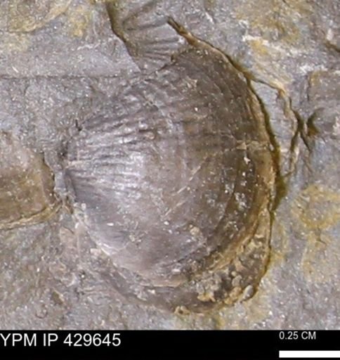 Devonochonetes