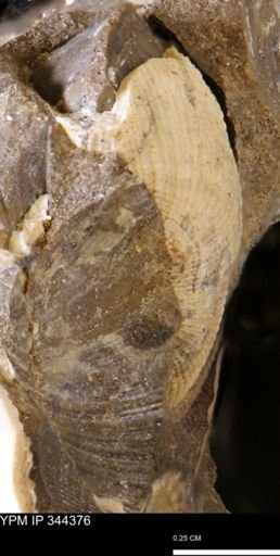 Parallelodon (Cosmetodon) sp.