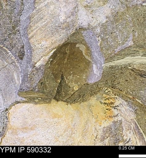 Protocardia?
