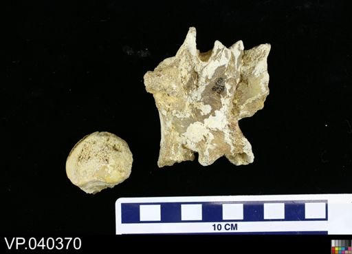 Clidastes sp.