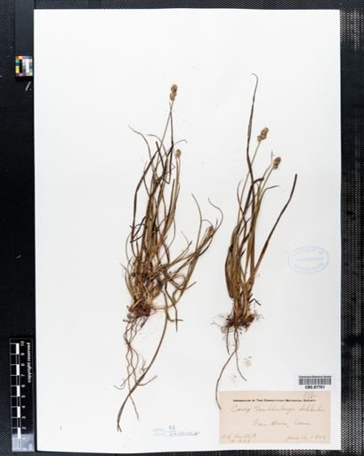Carex muehlenbergii