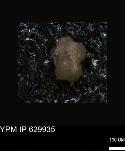 undet. Foraminiferida
