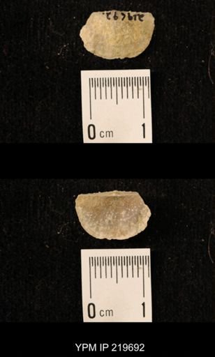 Chonetes granulifer