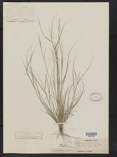 Aristida dichotoma