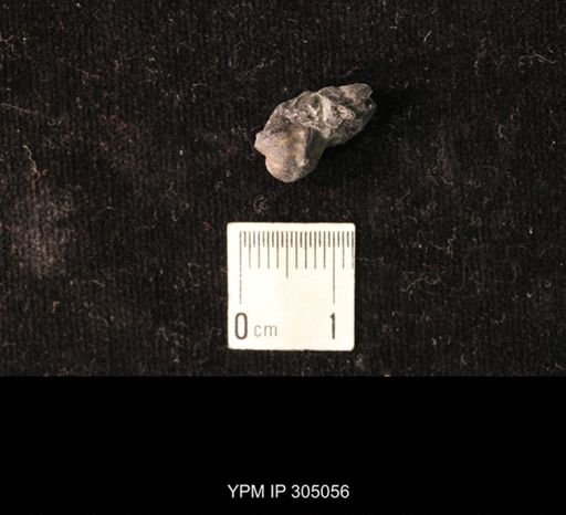 Pharkidonotus sp.