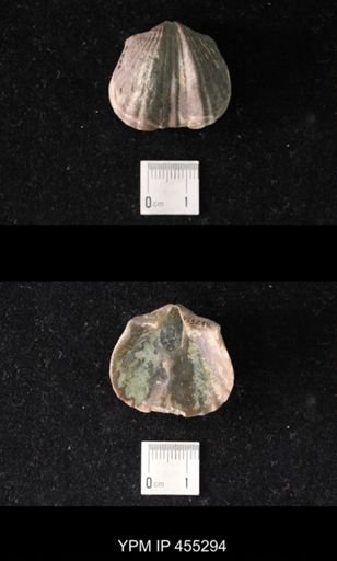 Platystrophia ponderosa