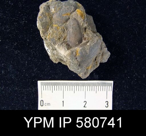 undet. Linguloidea