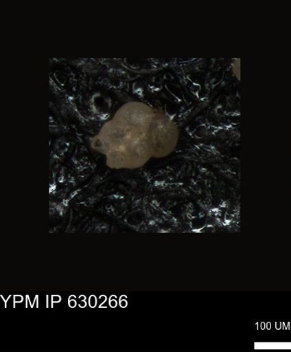 undet. Foraminiferida