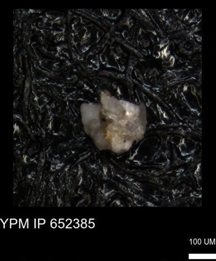 undet. Foraminiferida