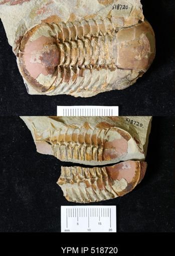Symphysurus sp.