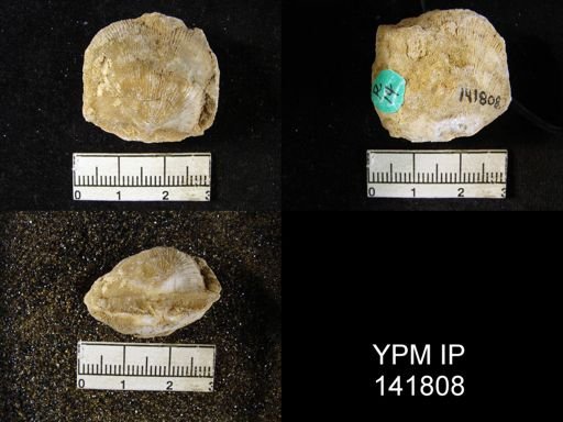 Derbya grandis