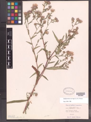 Symphyotrichum novi-belgii