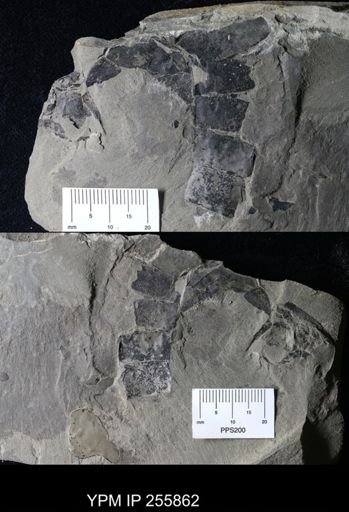 Hughmilleria sp.