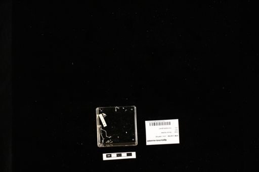 Agalychnis moreletii