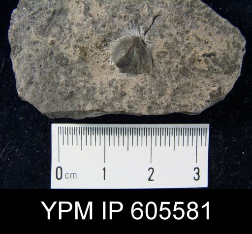 Camerella parva