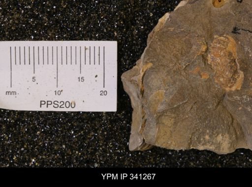 Scaphites sp.