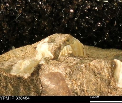 undet. Mollusca