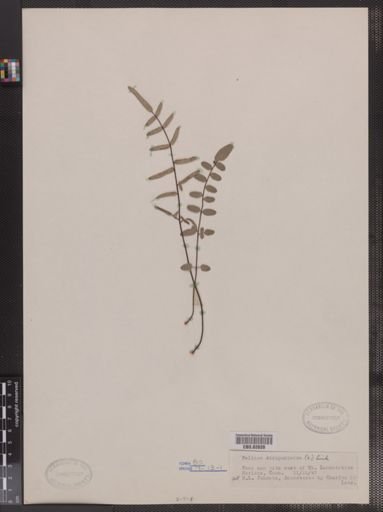 Pellaea atropurpurea