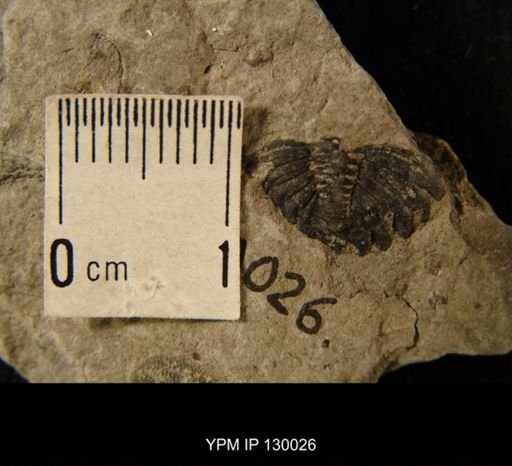 Greenops sp.