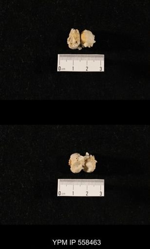 Girtycoelia sp.