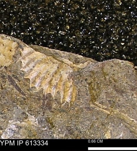 Scaphites sp.