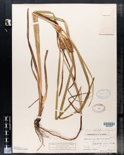 Carex lupuliformis