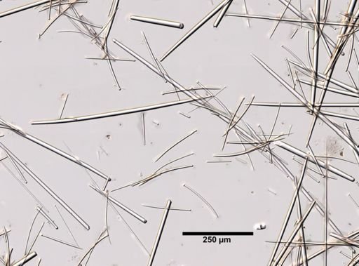 Polymastia boletiformis