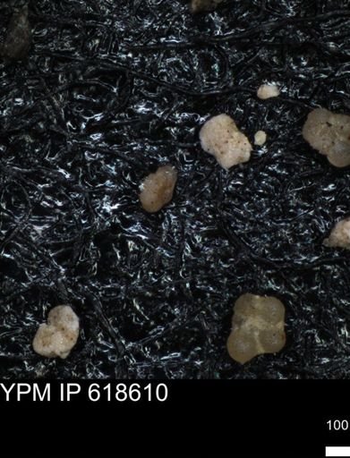 undet. Foraminiferida
