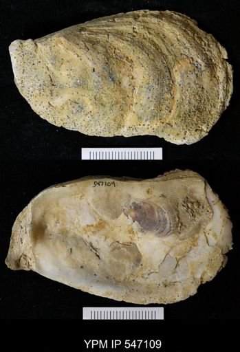 Ostrea virginiana